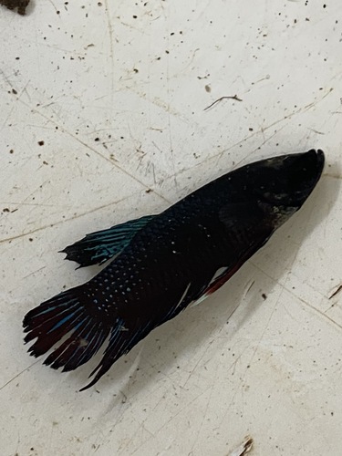 Siamese Fighting Fish, Middle Point NT 0822, Australia, photo 5 of 10