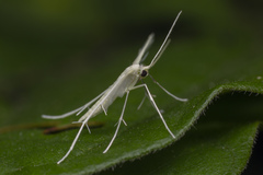 Pterophorus lacteipennis