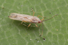 Vatiga illudens