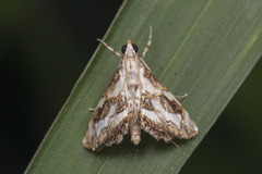 Paracataclysta