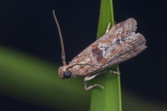 Indomyrlaea ferreotincta