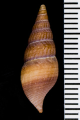 Ophiodermella inermis