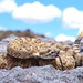 Great Basin Rattlesnake - Photo (c) herper47, some rights reserved (CC BY-NC)