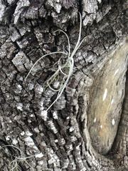 Tillandsia recurvata image