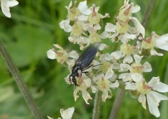 Dilophus febrilis