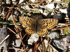 Boloria freija