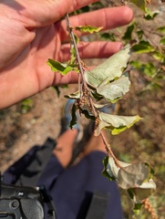 Croton niveus, photograph (c) Zac Peterson, some rights reserved (CC BY)