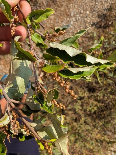 Croton niveus, photograph 1