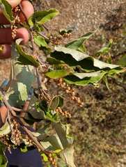 Croton niveus