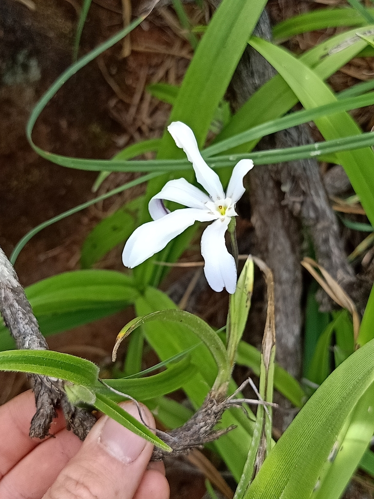 Xerophyta spekei