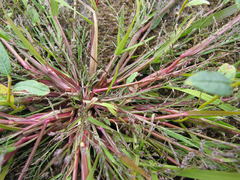 Eragrostis amurensis