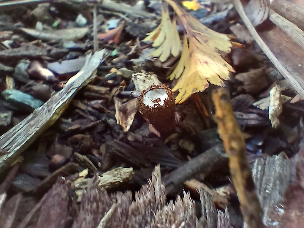 Cyathus striatus · January 2026 · photo: © mphnz (iNaturalist, cc0)