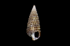 Cerithiopsidae
