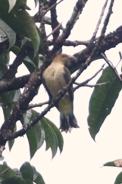 Lyre-tailed Honeyguide photo