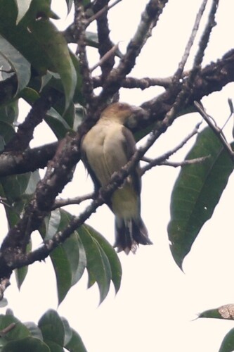Lyre-tailed Honeyguide