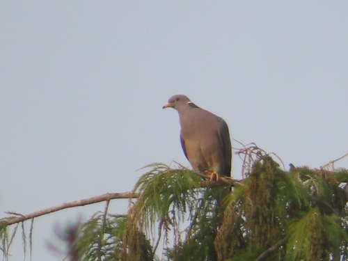 Band-tailed Pigeon (Patagioenas fasciata), photo 5