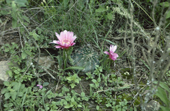 Echinopsis rojasii