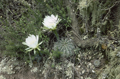 Echinopsis rojasii