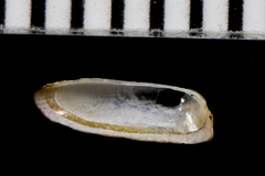 Tectura paleacea