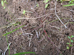 Eragrostis amurensis