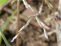 Eragrostis amurensis