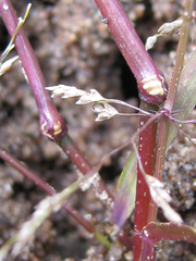 Eragrostis amurensis