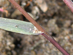 Eragrostis amurensis