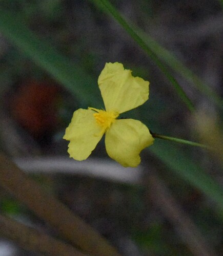 Xyris gracilis observed 2026-01-02