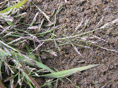 Eragrostis amurensis