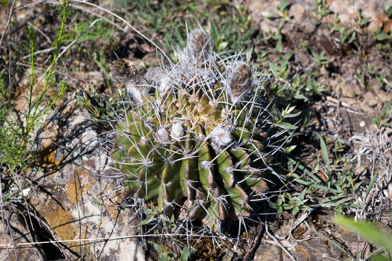 Echinopsis rojasii