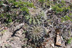 Echinopsis rojasii