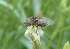 Eristalinus sepulchralis