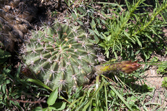 Echinopsis rojasii