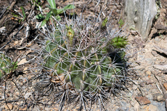 Echinopsis rojasii