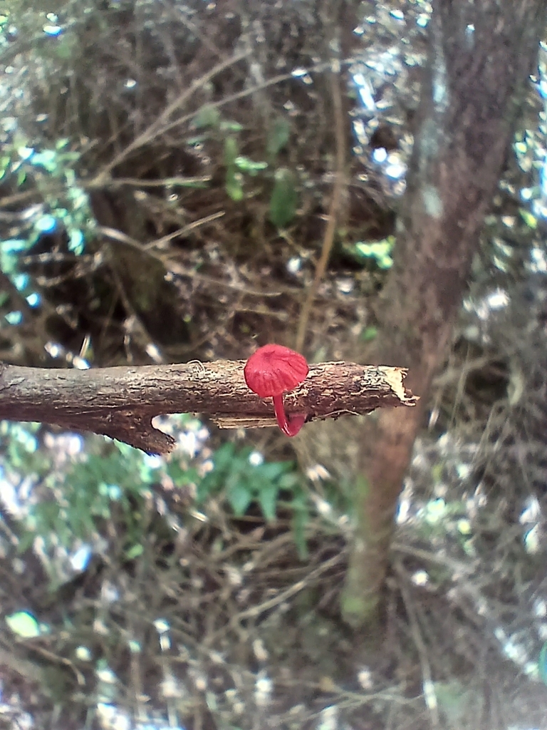 Cruentomycena viscidocruenta · January 2026 · photo: © mphnz (iNaturalist, cc0)