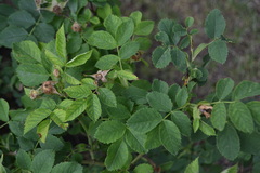 Rosa marginata