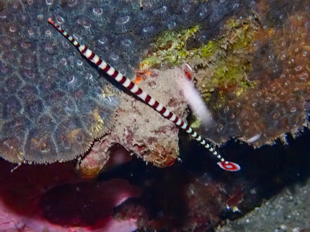 Banded pipefish (Dunckerocampus dactyliophorus) — Syngnathidae