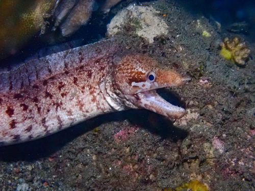 Barredfin moray (Gymnothorax zonipectis) — Muraenidae