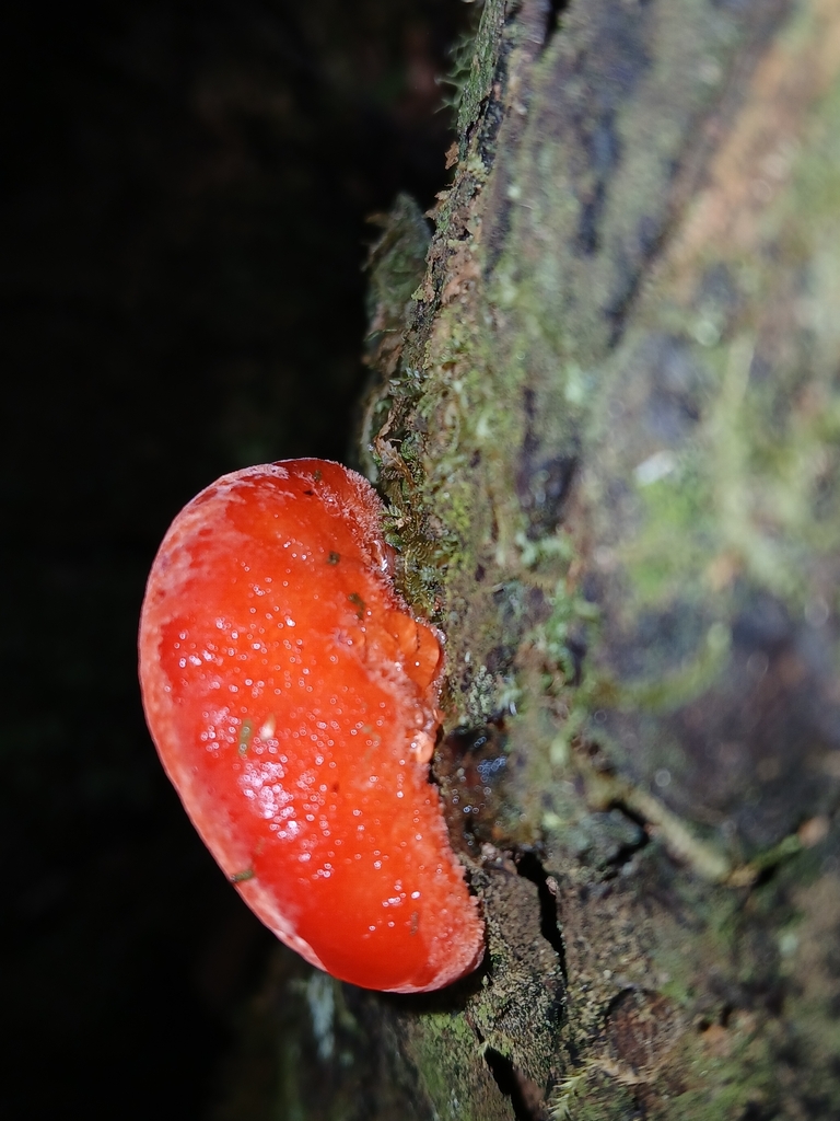 Aurantiporus pulcherrimus · January 2026 · photo: © naturewatchwidow (iNaturalist, cc-by)