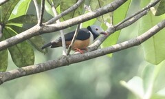 Rufous-Bellied Helmetshrike photo 3