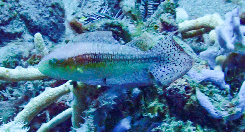 Comettailed wrasse (Oxycheilinus bimaculatus) — Labridae