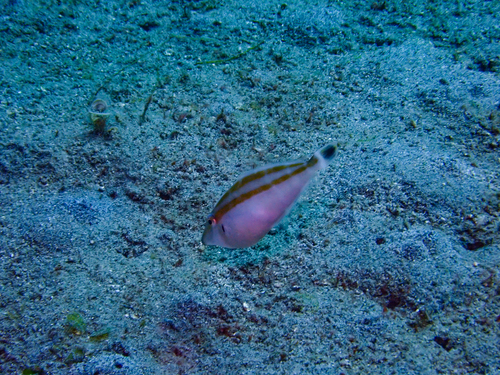 Leatherjacket (Pseudalutarius nasicornis) — Monacanthidae