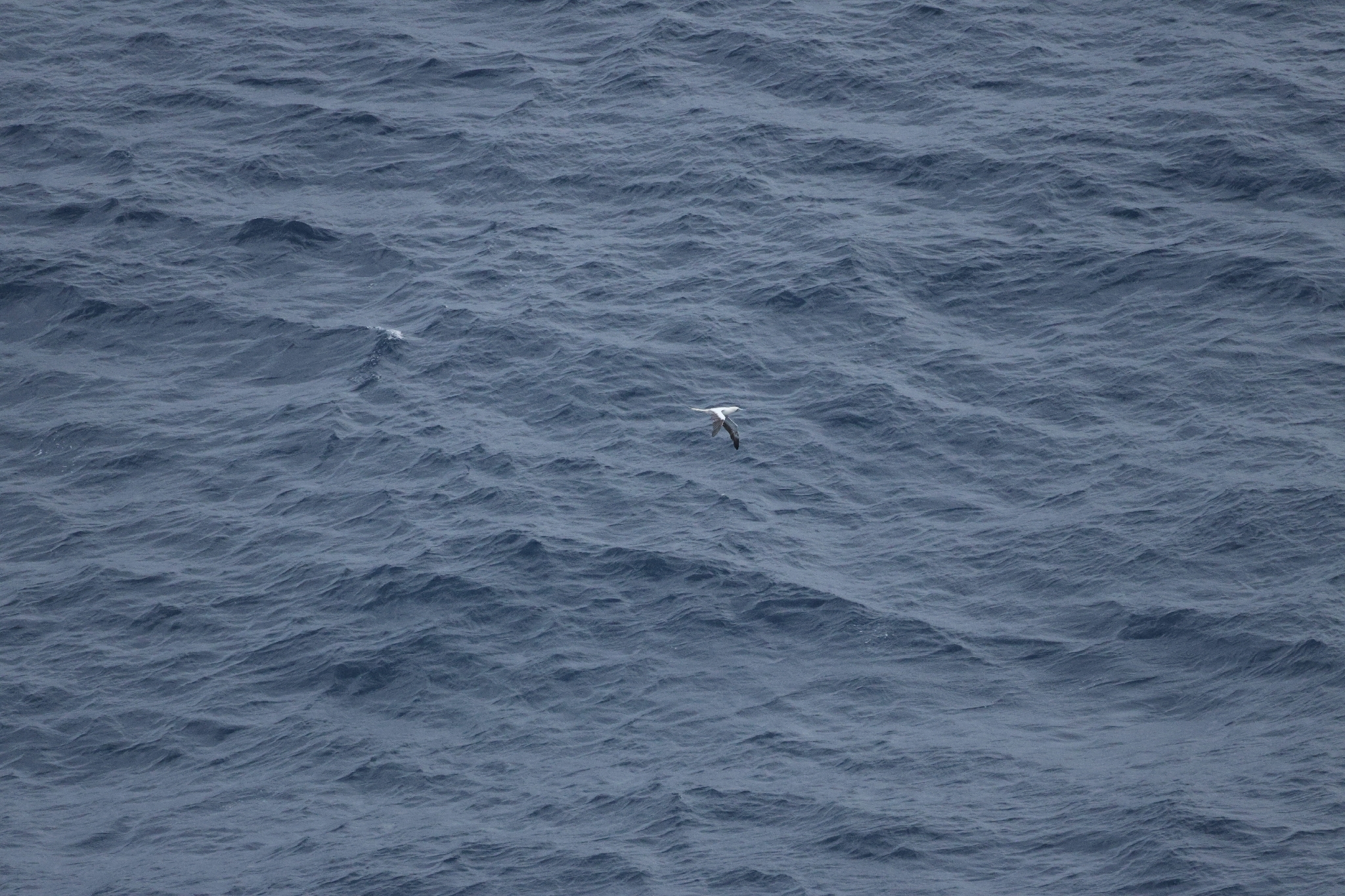 Red-footed Booby (Sula sula), photo 2