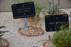 Gagea durieui