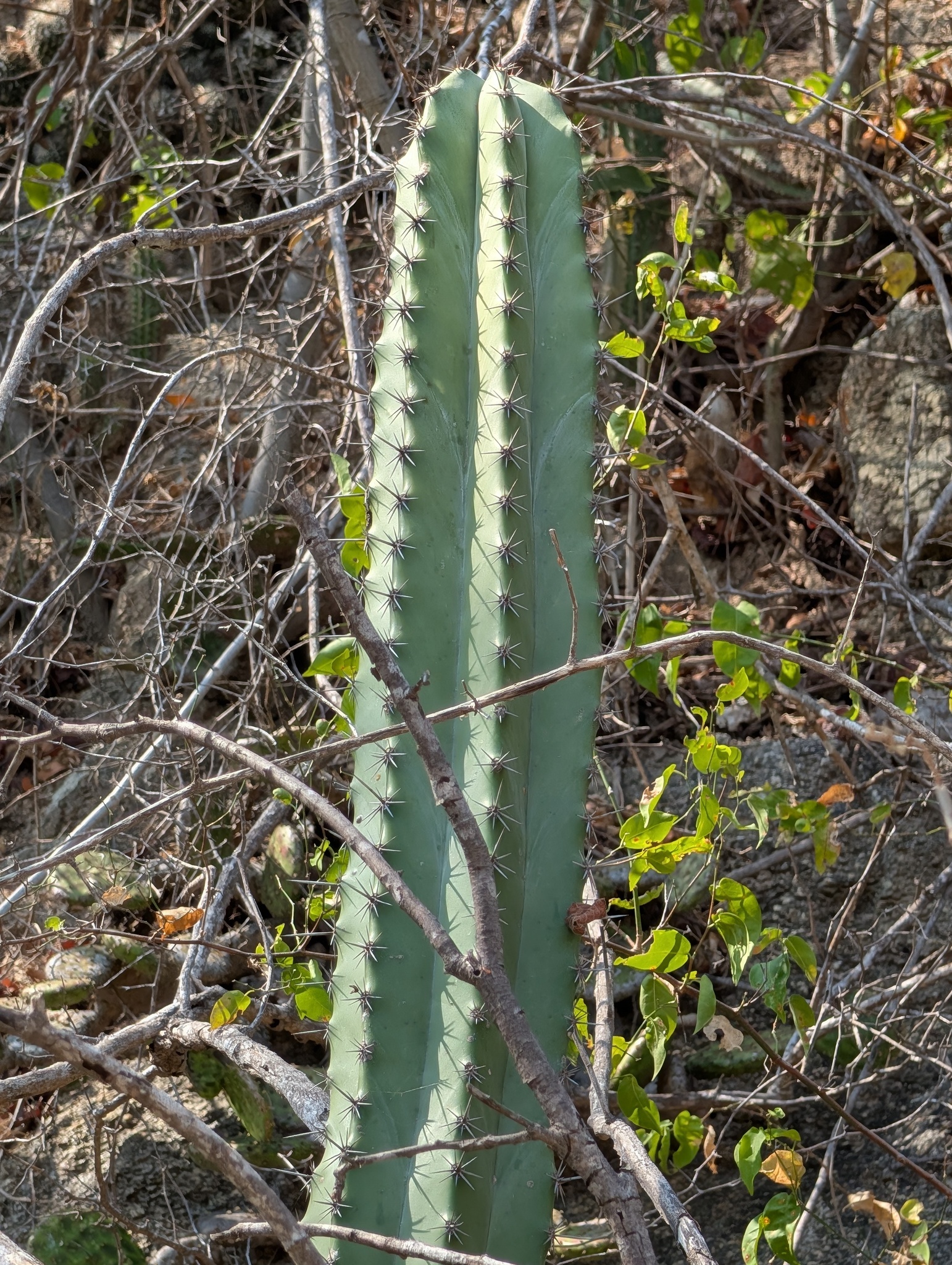 Stenocereus chacalapensis