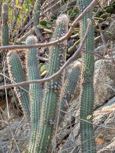Viejos (Pilosocereus purpusii)