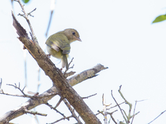 Pachysylvia aurantiifrons