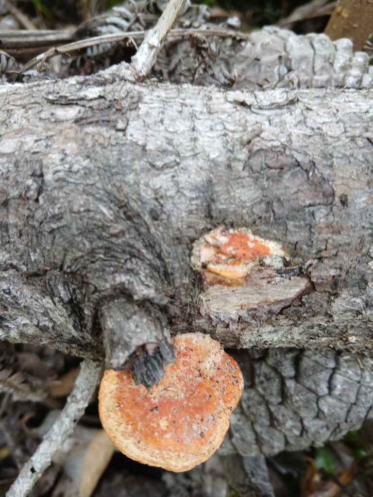 Trametes coccinea · January 2026 · photo: © mphnz (iNaturalist, cc0)