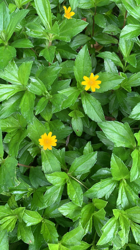 Sphagneticola trilobata