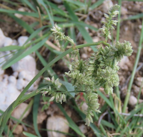 Tick Grass (Eragrostis echinochloidea)
